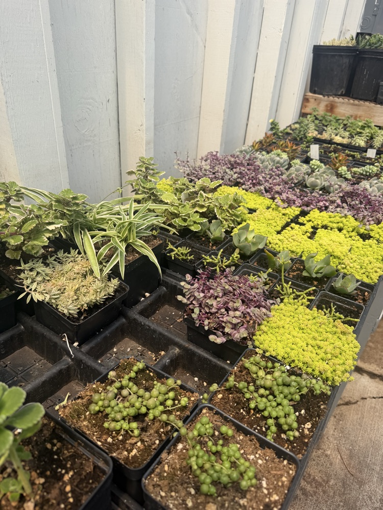 plants
