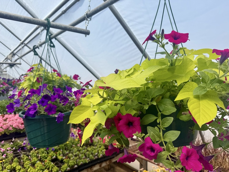plants
