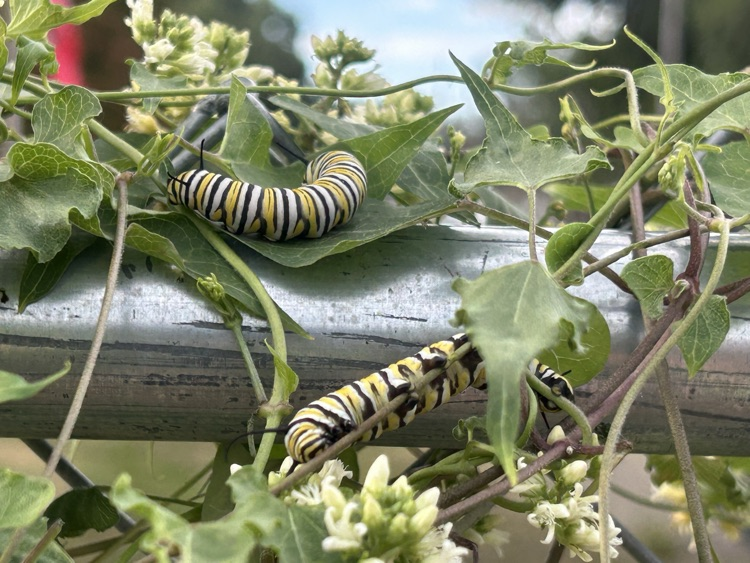 caterpillar