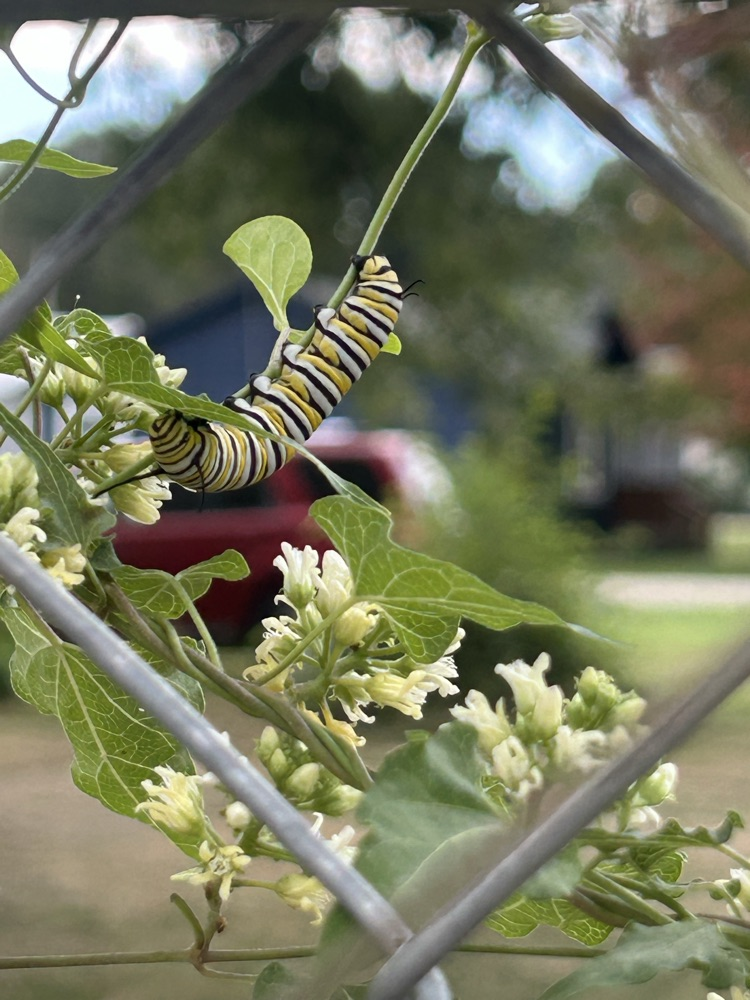 caterpillar