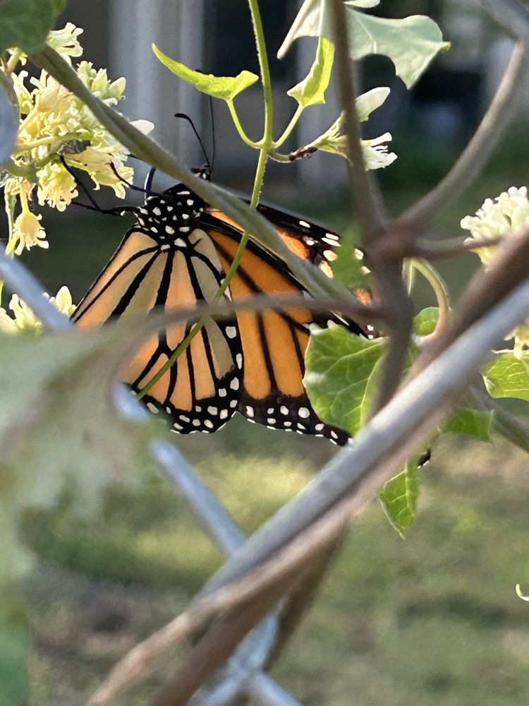 butterfly