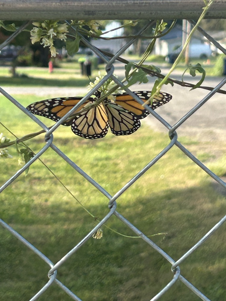 monarch
