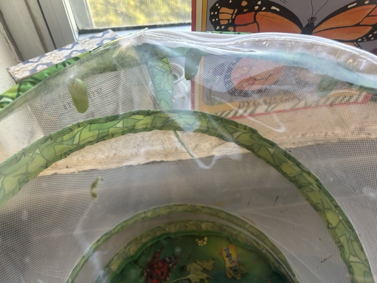 chrysalis