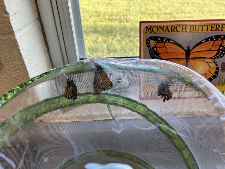 just hatched