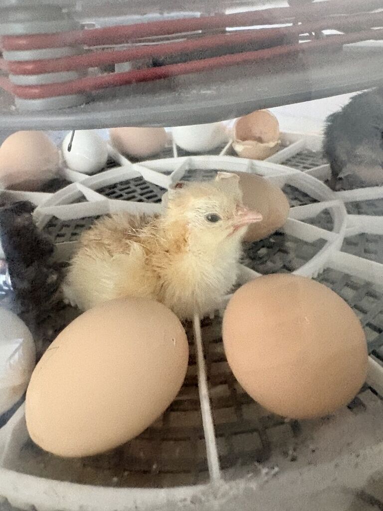 Classroom egg project