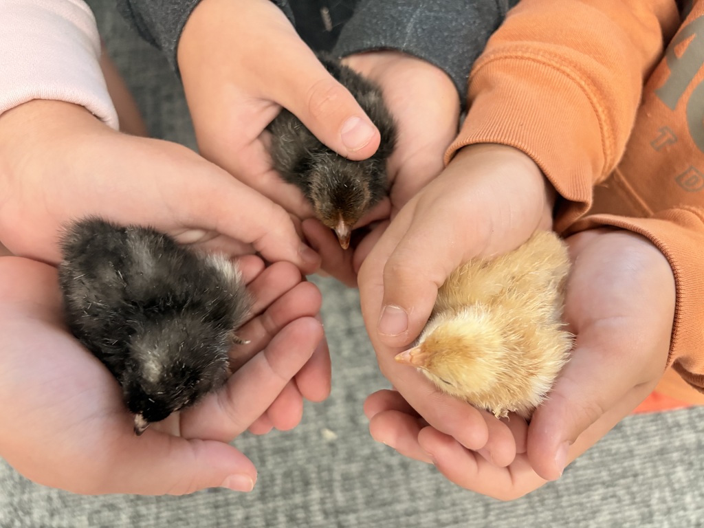 Classroom egg project