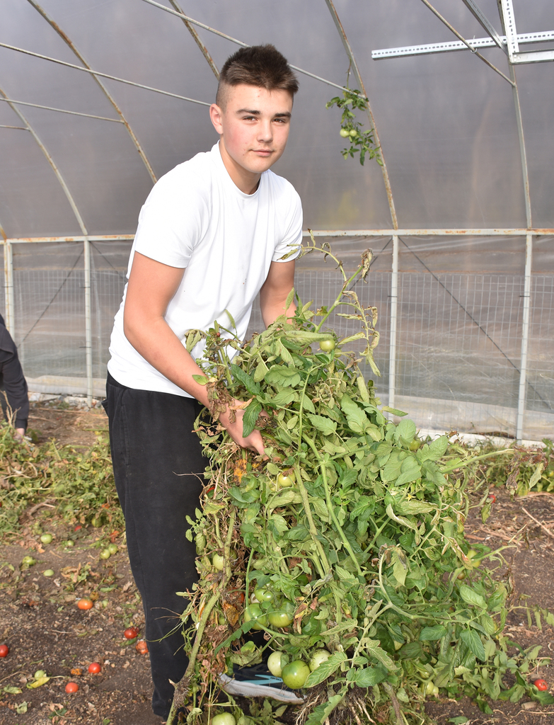A teenage boy holding a pile of weeds. He's in a high tunnel. 