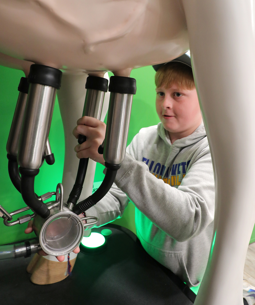 An elementary boy practicing a robotic cow milking machine.