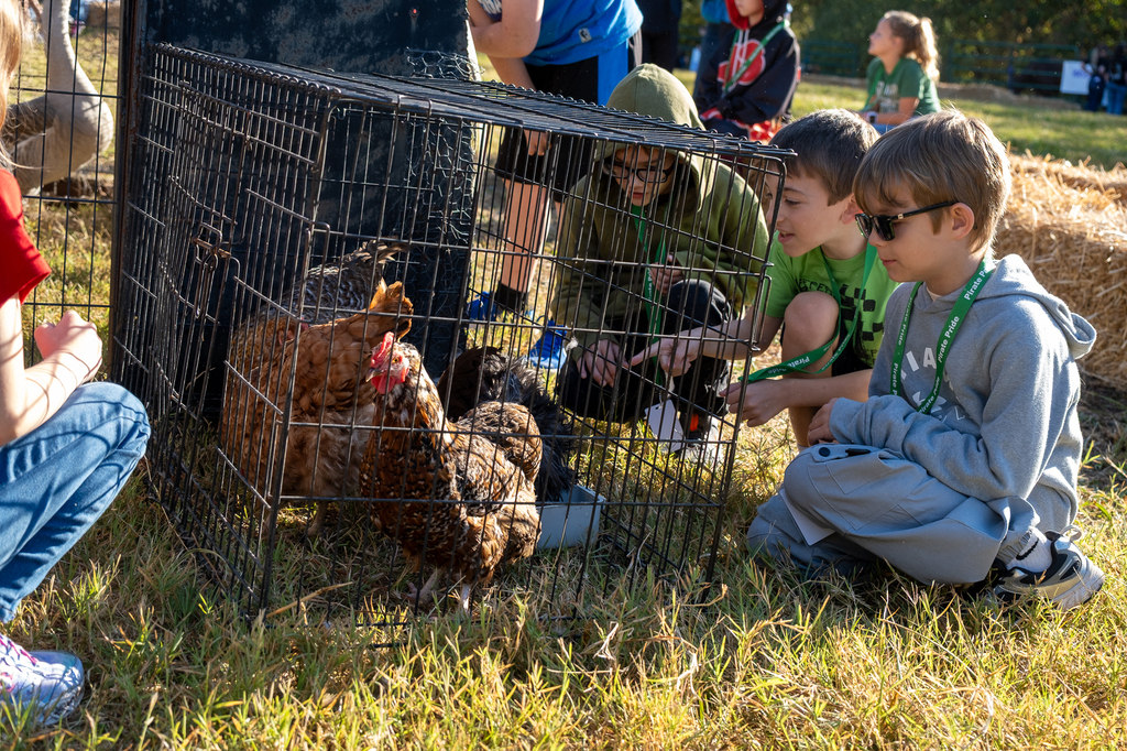 Students look at chickens in a cage.