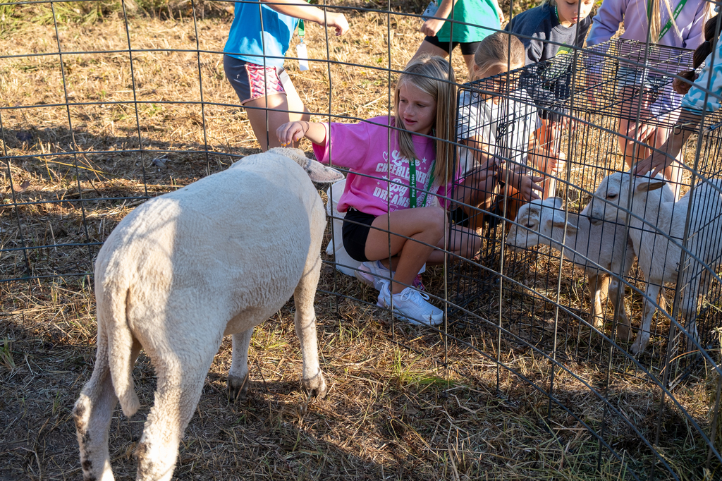 A student pets a sheep.