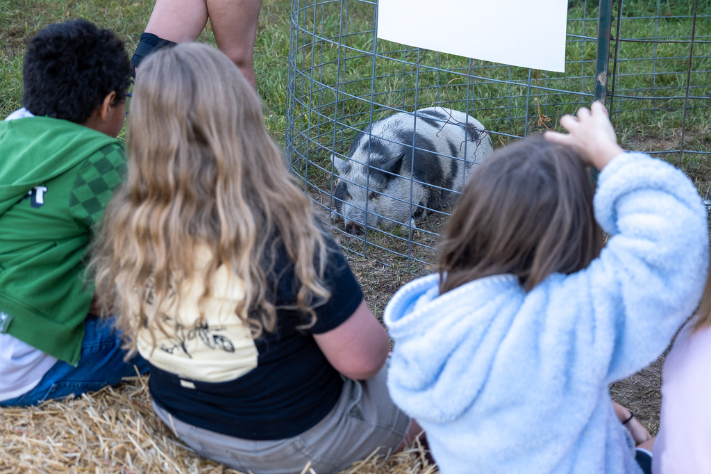 A pig relaxes in its pen.