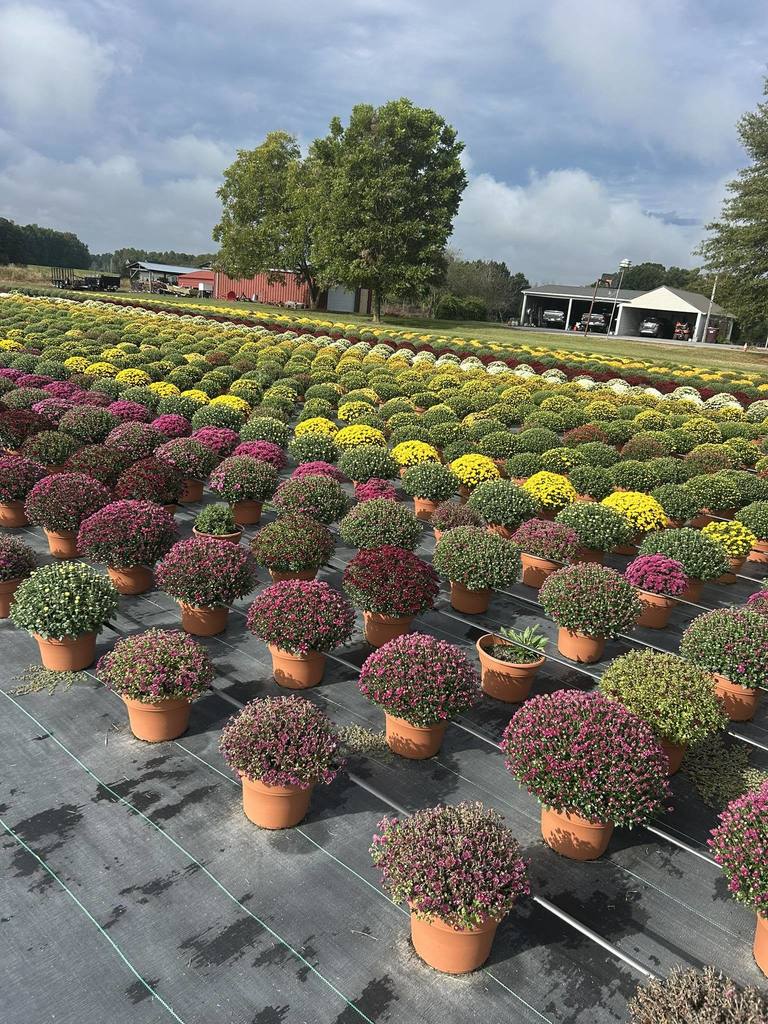 Mum Farm