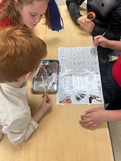 4th grade & owl pellets.