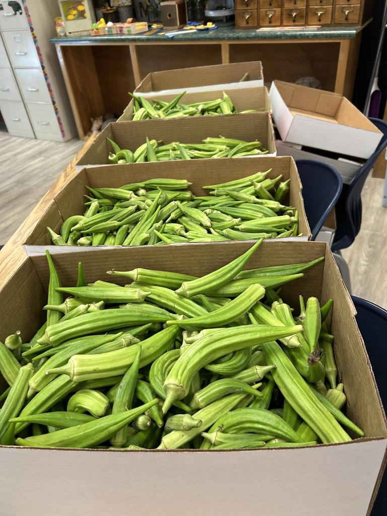 Okra from the Hill City garden!