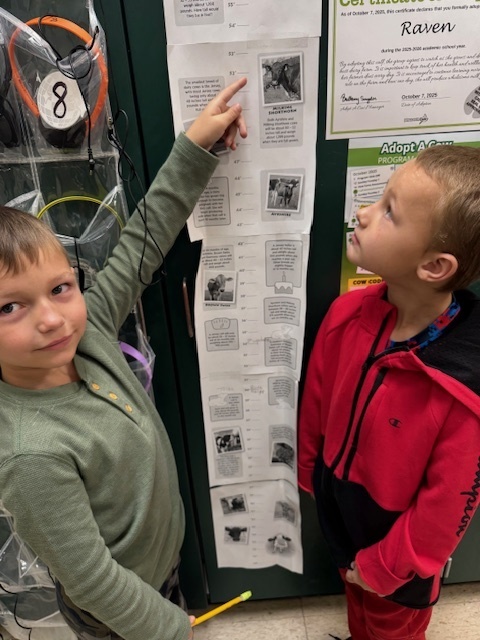 Meet Ms. Sultan's class cow - Raven!