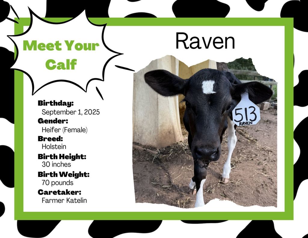 Meet Ms. Sultan's class cow - Raven!