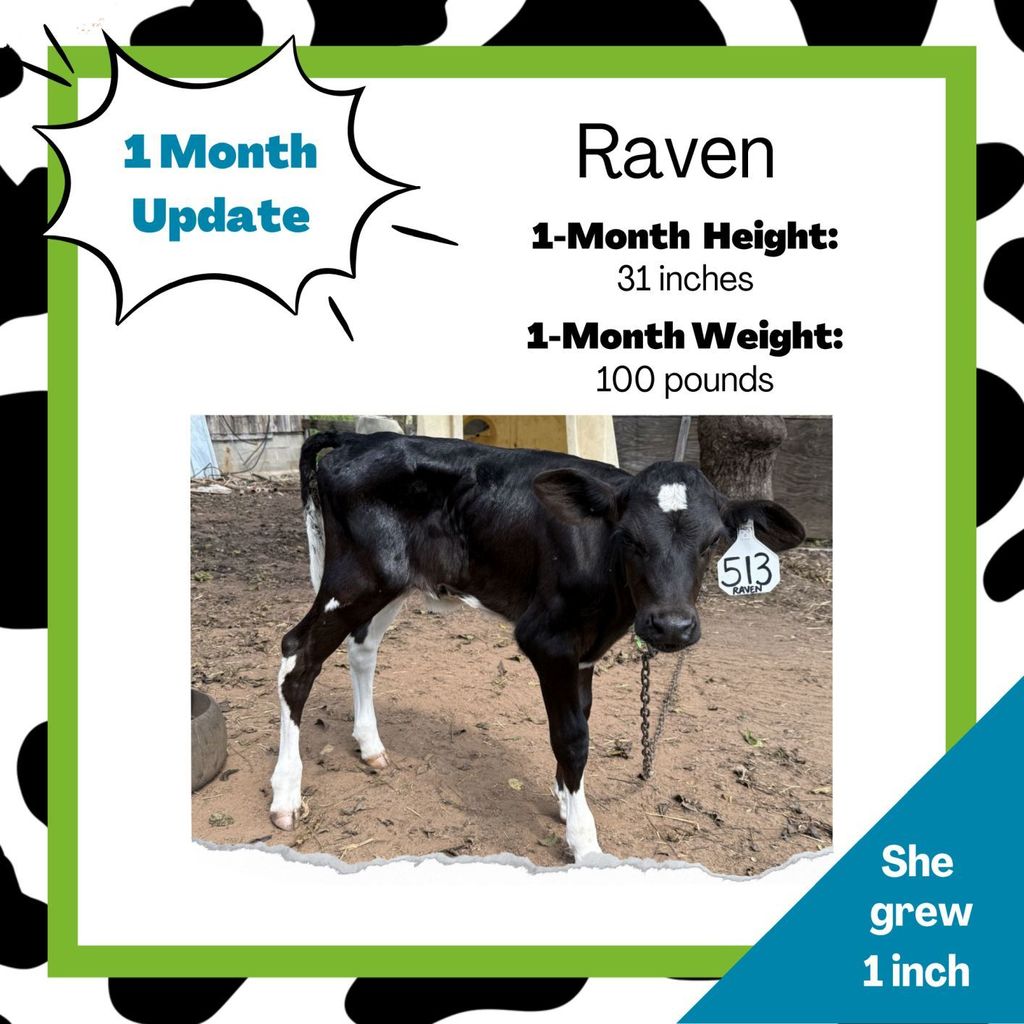 Meet Ms. Sultan's class cow - Raven!