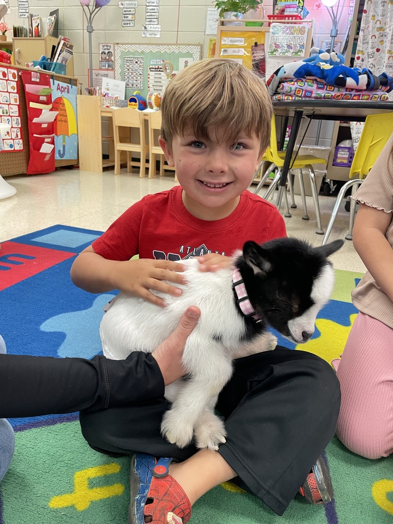 Baby goat Rosey visited Agriculture class and Mrs. Hamilton's PreK.