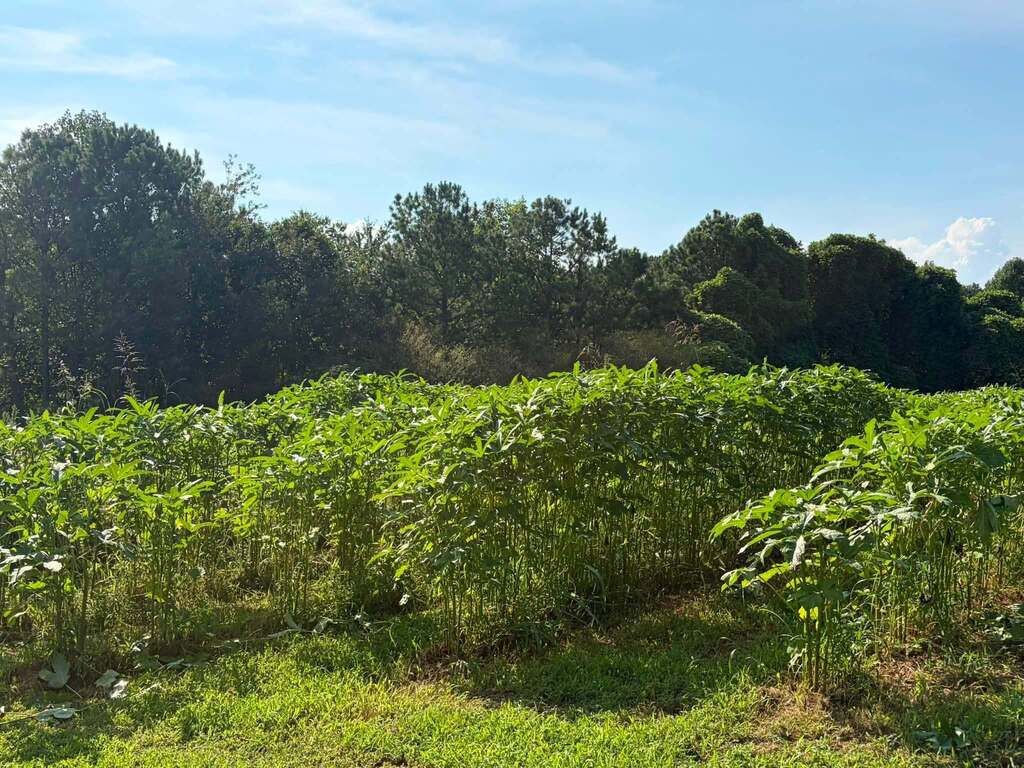 Hill City's garden has okra ready to share! It will be placed in the Free Food Pantry Box daily and restocked until it's gone.