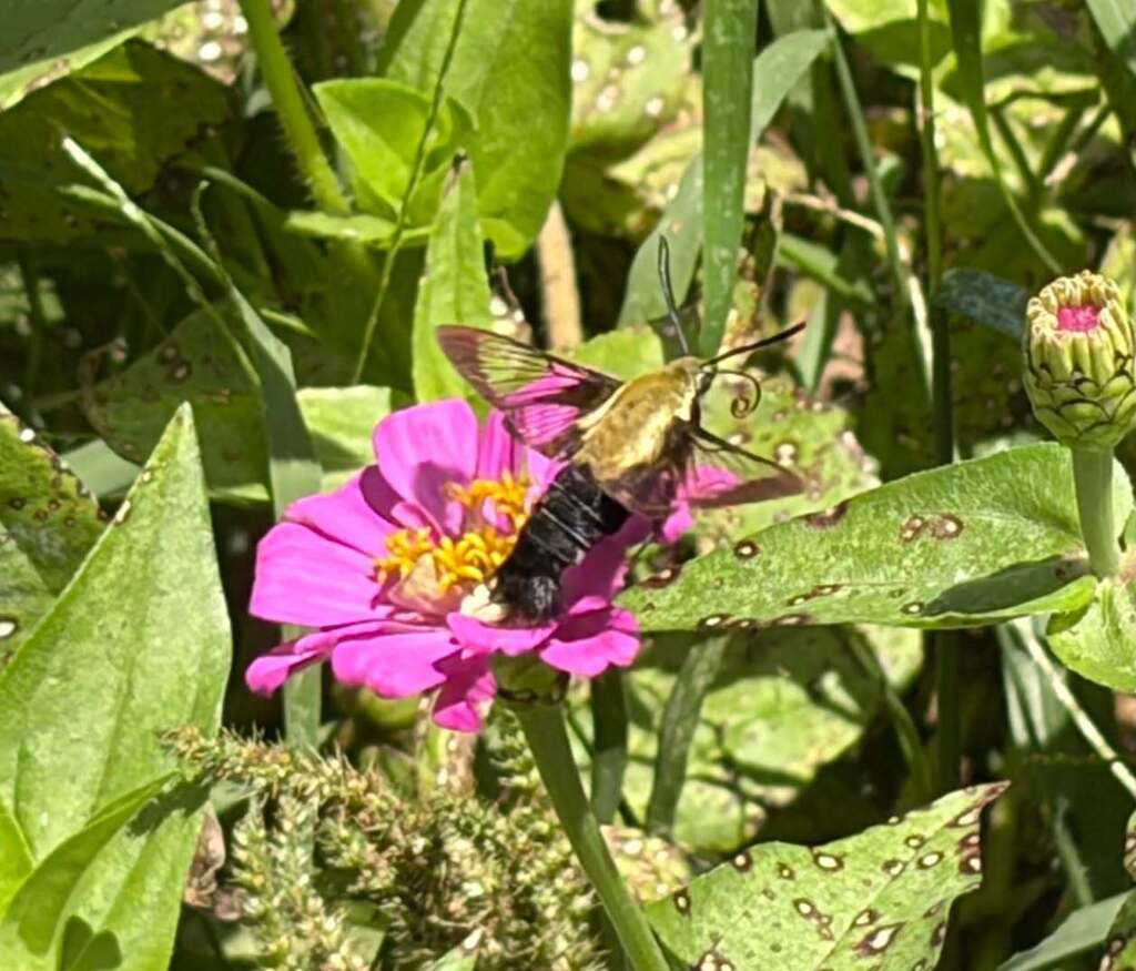 The Hill City garden was buzzing with excitement as Mrs. Chapman’s Agriculture classes participated in the 2026 Great Southeast Pollinator Census! Students spent the week counting pollinators.