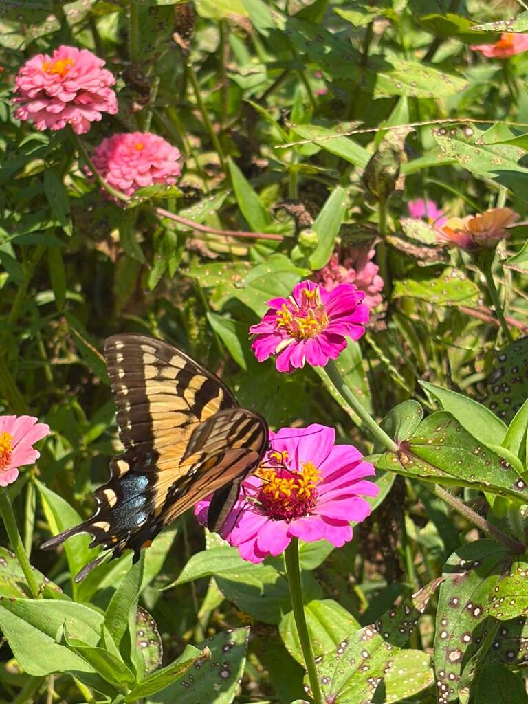 The Hill City garden was buzzing with excitement as Mrs. Chapman’s Agriculture classes participated in the 2026 Great Southeast Pollinator Census! Students spent the week counting pollinators.