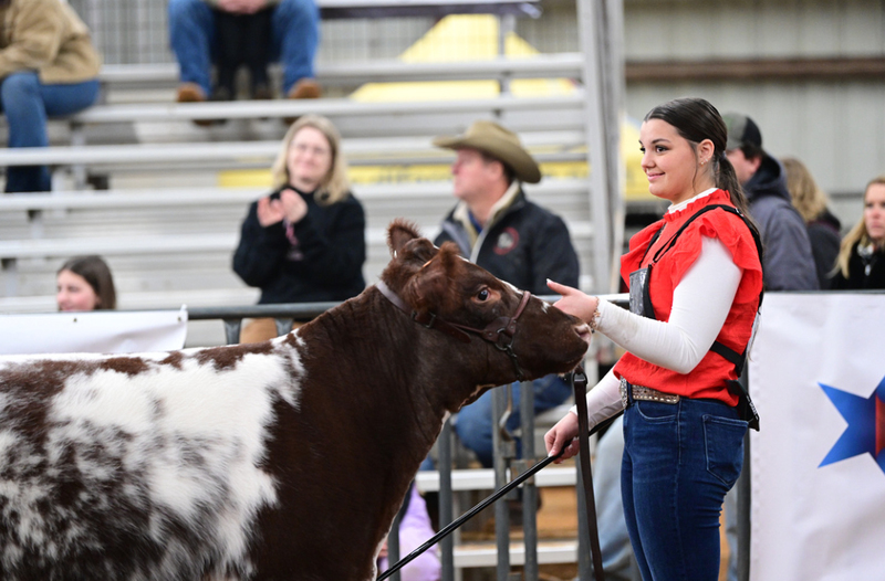 Frisco ISD FFA Leads the Pack at Annual Livestock Show