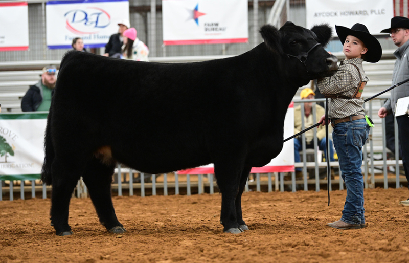 Frisco ISD FFA Leads the Pack at Annual Livestock Show