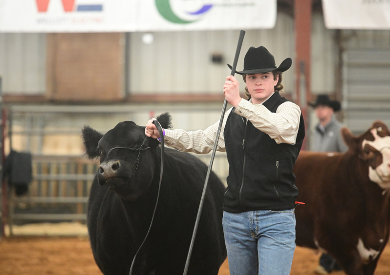 Frisco ISD FFA Leads the Pack at Annual Livestock Show