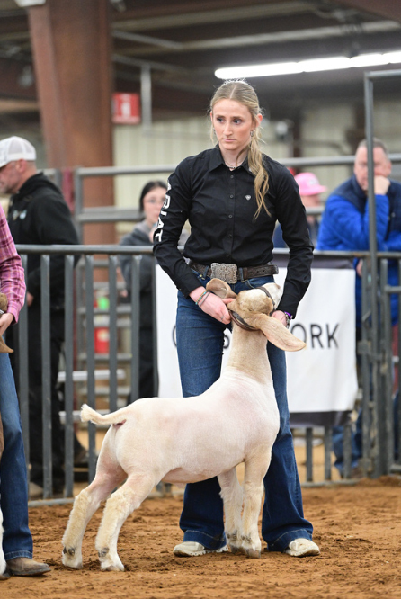 Frisco ISD FFA Leads the Pack at Annual Livestock Show