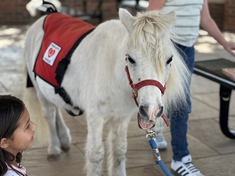 Spears Students Work on Reading Skills With Mini Horses
