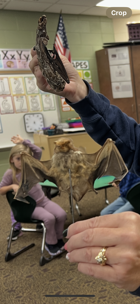 An adult walking around a classroom showing kindergartners a taxidermied bat