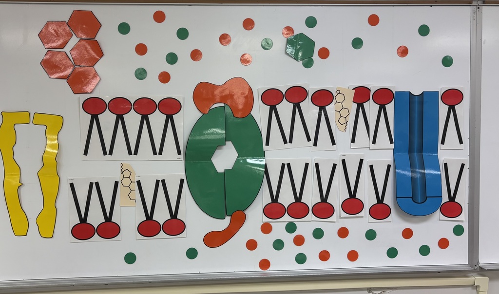 Lipid Bilayer model