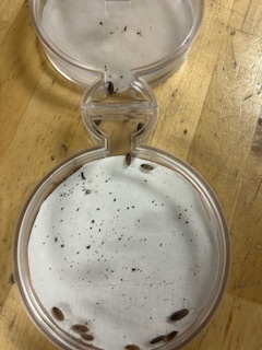 apbio
