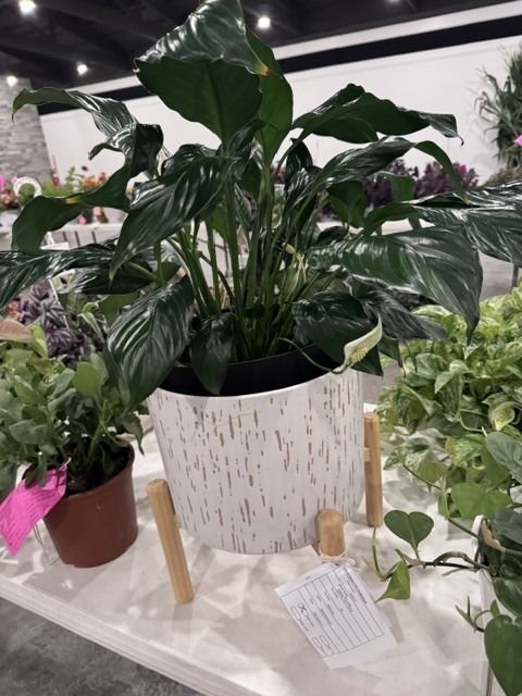 Harlei Kammerich's Peace Lily