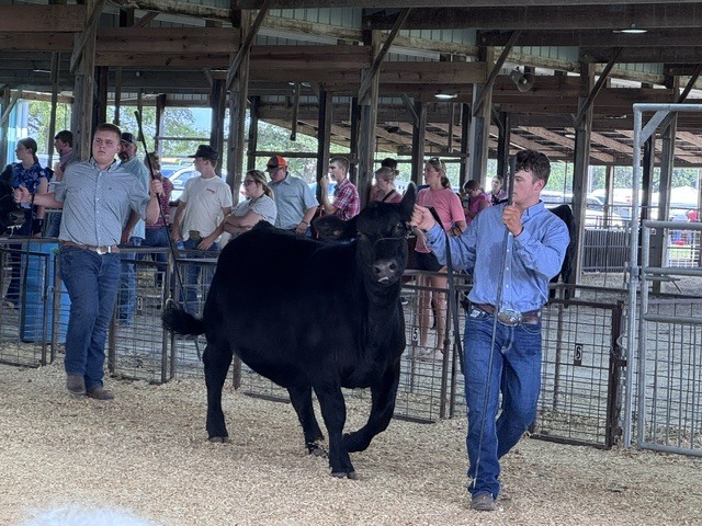Garrett Retuer showing his heifer 