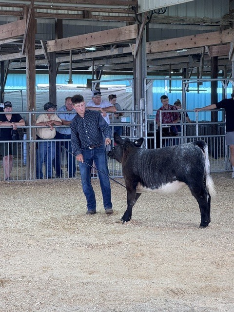 Keaton Reuter showing his heifer