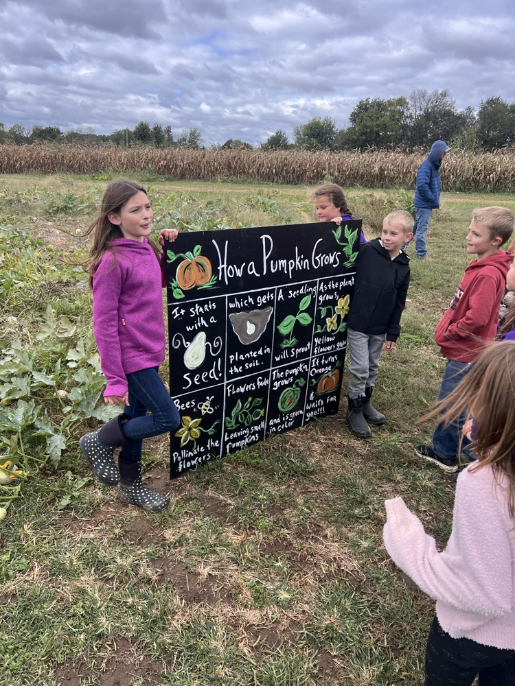 pumpkins 