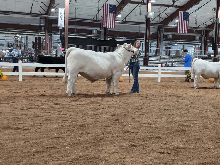Haley in the show ring 