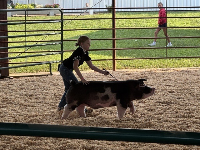 pigs