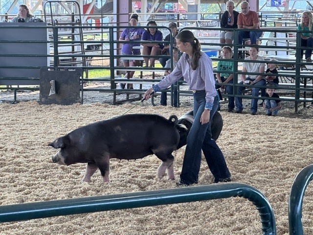 pigs