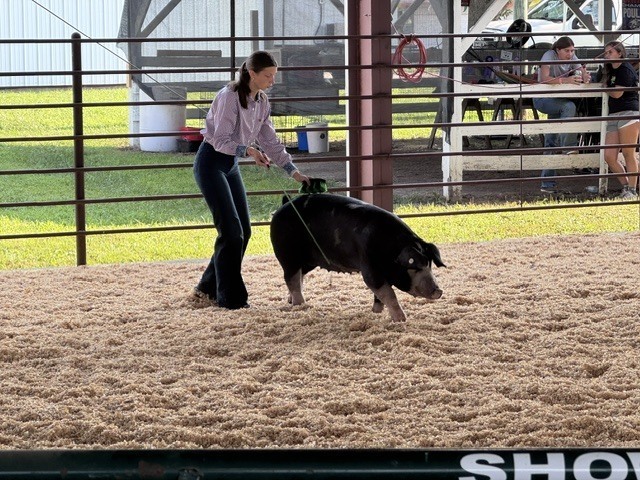 Pig show