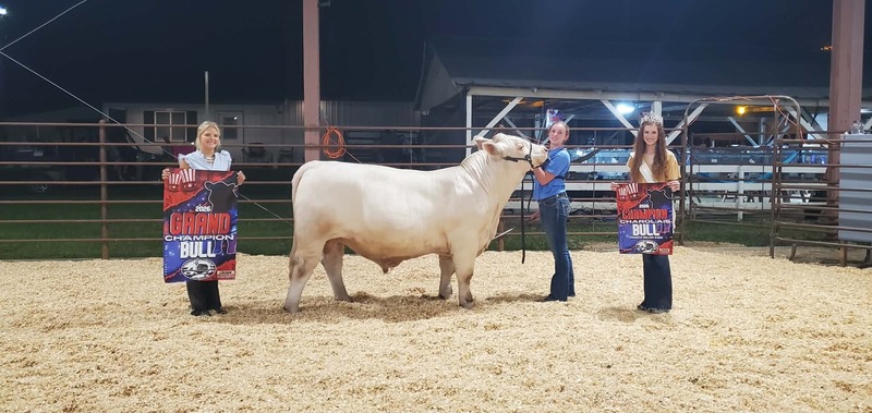 steer