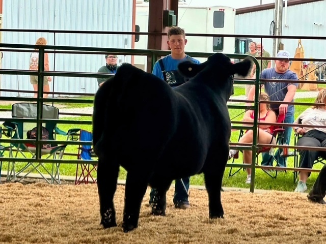 beef