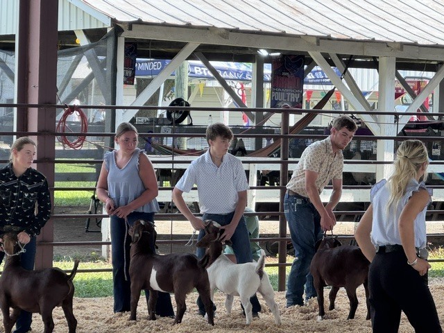 goat show