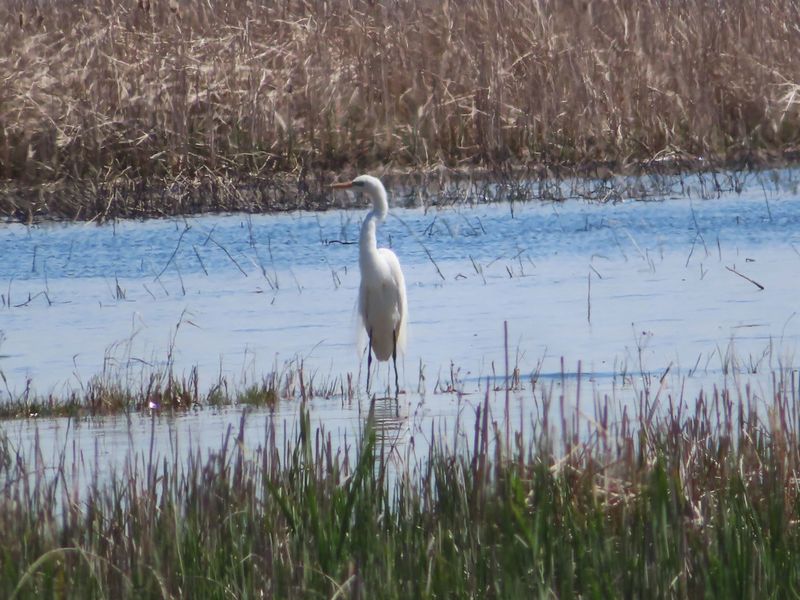 A White bird in the water