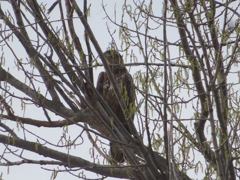 An eagle in the tree
