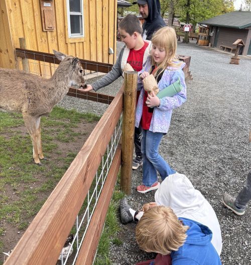 Third grade student field trip to Fawn Doe Rosa feeding deer