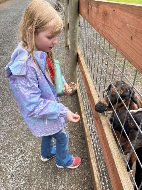 3rd grader feeding goats at Fawn Doe Rosa field trip