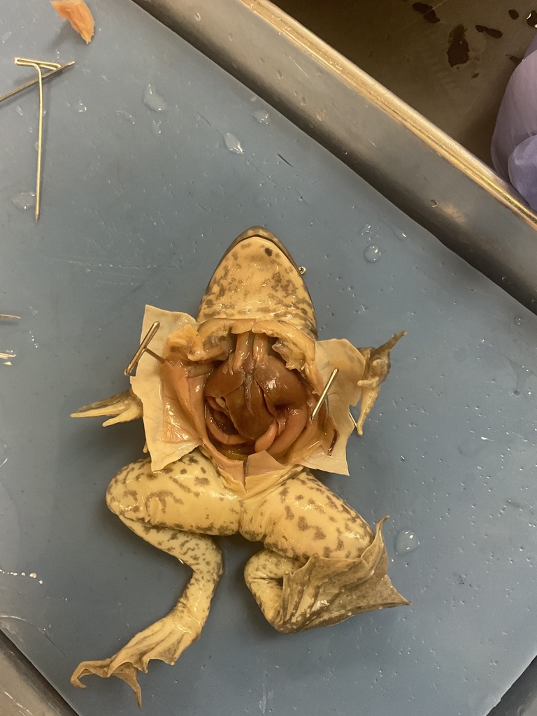 Dissection