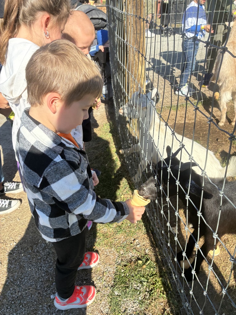 A boy feeding goats.